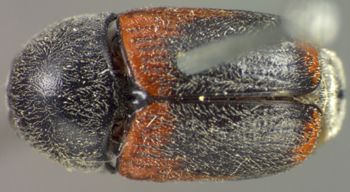 Media type: image;   Entomology 4274 Aspect: habitus dorsal view